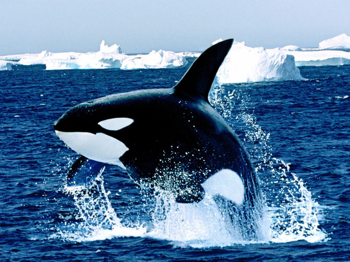 emerging-killer-whale (700x525, 190Kb)