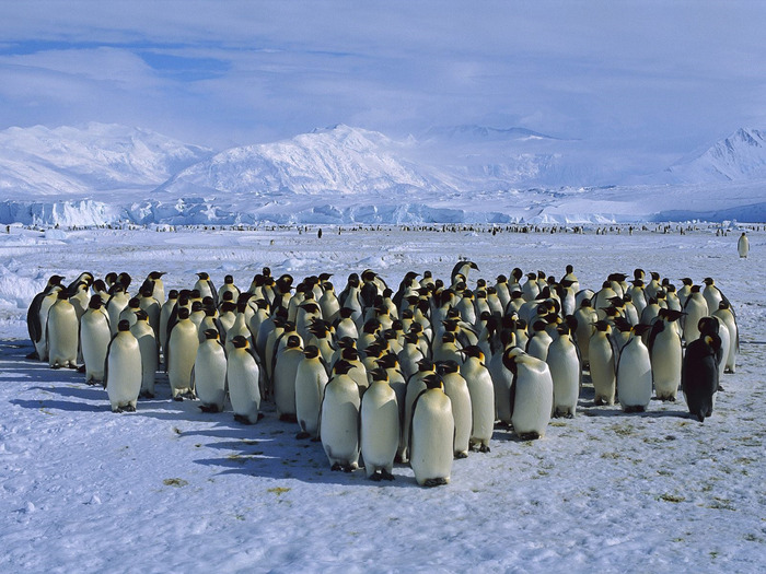 Emperor Penguin Colony, Cape Roget, Ross Sea, Antarctica (700x525, 156Kb)