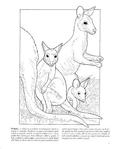  Baby Animals Coloring Book (Dover Pictorial Archives)_2 (306x396, 22Kb)