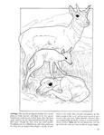  Baby Animals Coloring Book (Dover Pictorial Archives)_24 (306x396, 22Kb)