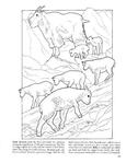  Baby Animals Coloring Book (Dover Pictorial Archives)_26 (306x396, 25Kb)