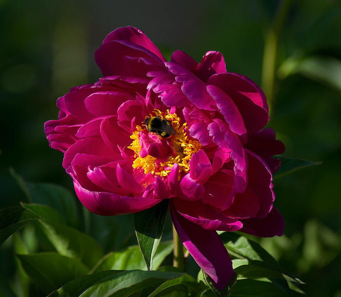 4258791_large (700x610, 115Kb)