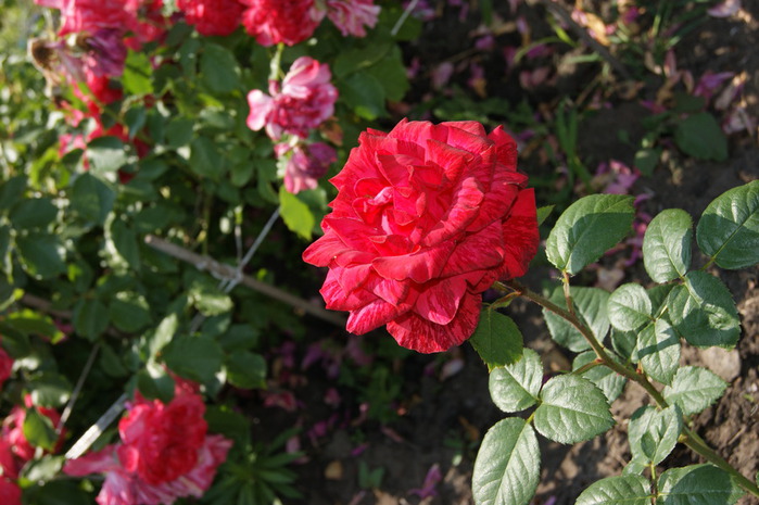 DSC04469 (700x465, 113Kb)