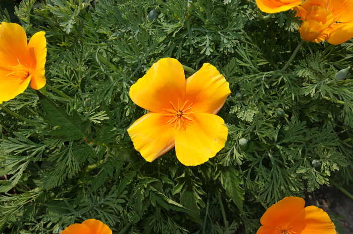 DSC04477 (700x465, 193Kb)