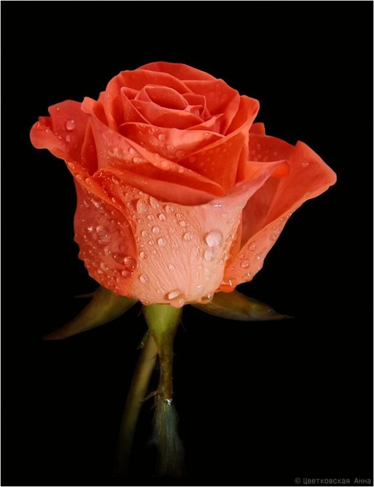50892c3eecd8 (537x700, 36Kb)