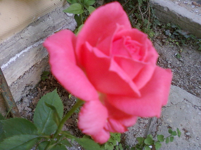 mail_2120764_Foto-0002 (700x525, 121Kb)
