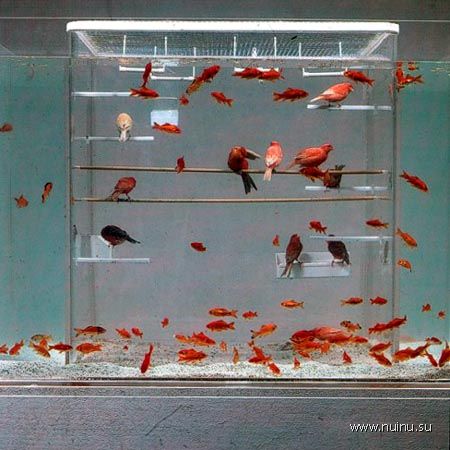 1229266560_creative-aquariums-03 (450x450, 43Kb)