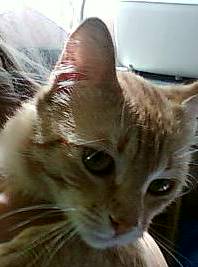 mail_2146983_Foto-0005_e1_e1 (198x267, 10Kb)