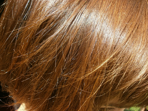 P6160012 (500x375, 287Kb)