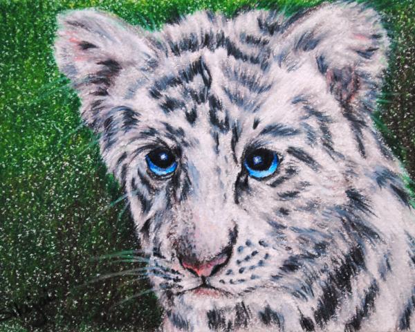 white-tiger-cub-jai-johnson_004 (600x480, 73Kb)