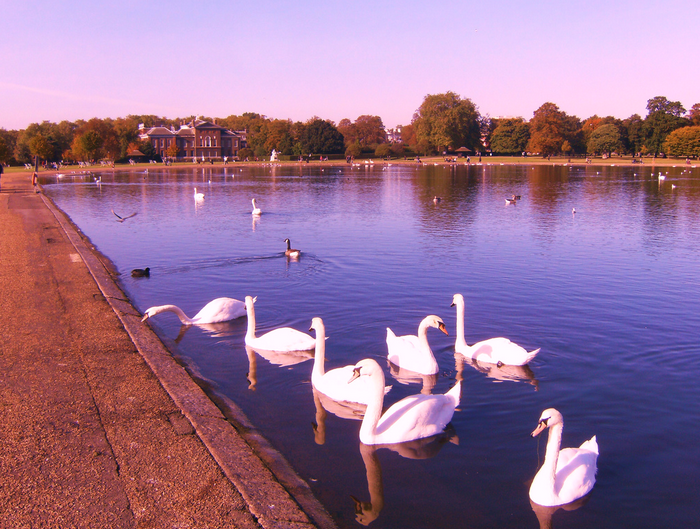 All sizes  Swans in Hyde Park  Flickr - Photo Sharing! (700x529, 860Kb)
