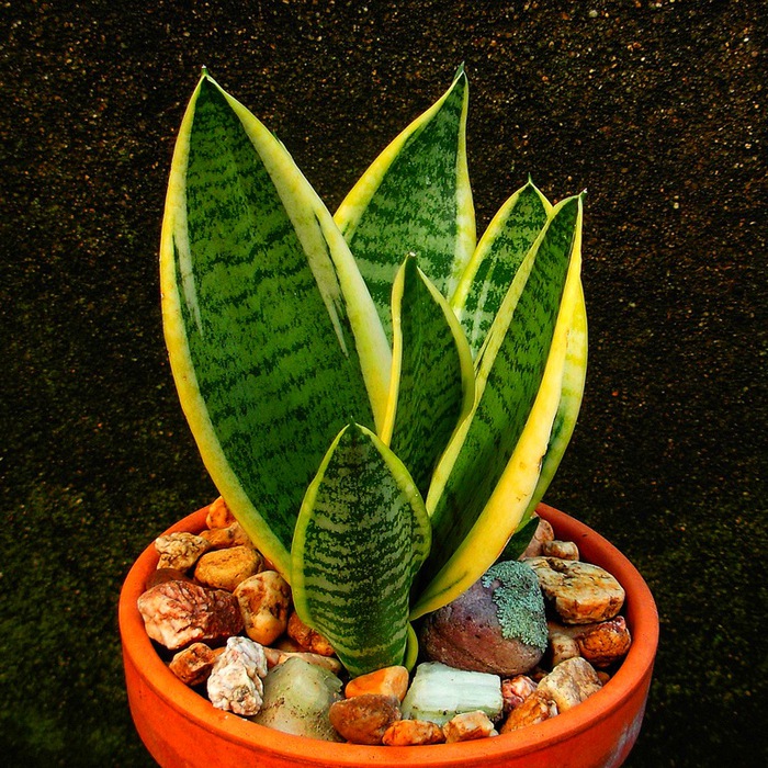 4216969_Sansevieria (700x700, 240Kb)