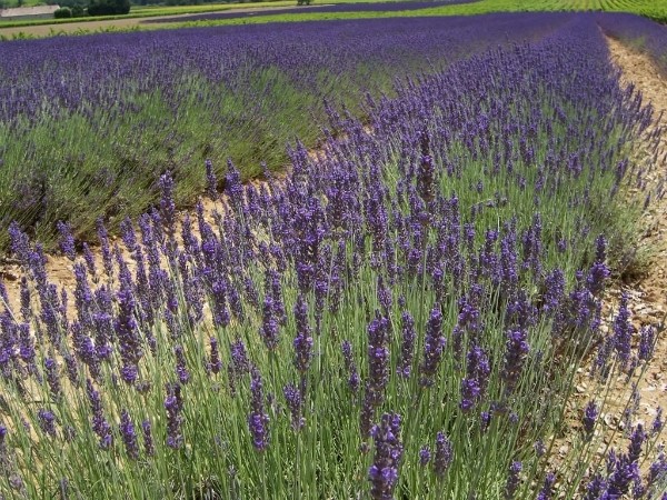 Lavendel-Lavendelfeld-blhend-Lavendelmeer-hier-zum-Abschied (600x450, 139Kb)