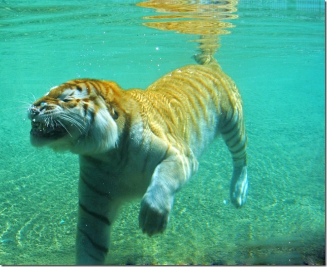Животные Под Водой Фото