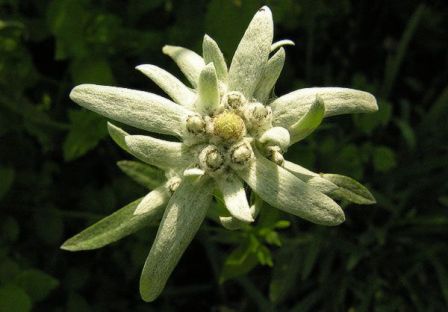 3755121_edelveis (448x312, 22Kb)