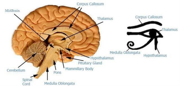 eye_of_horus_thalamus_brain (600x289, 46Kb)