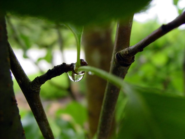 phoca_thumb_l_vesna10 (640x480, 36Kb)