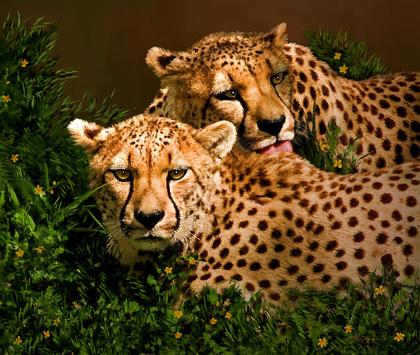 cheetahs-thanh-thuy-nguyen_004 (600x507, 163Kb)