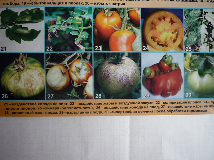 Недостаток элементов питания на томатах фото
