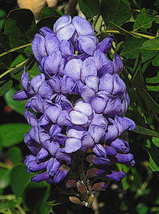 Wisteria floribunda Gimpified (520x700, 215Kb)