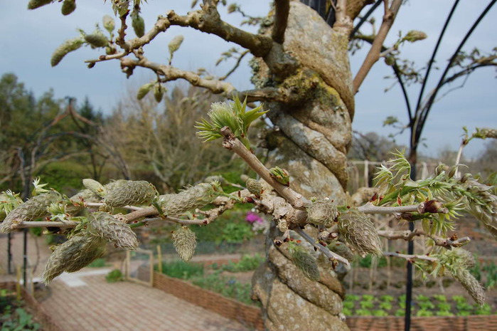 Wisteria floribunda 'Multijuga' (700x465, 122Kb)