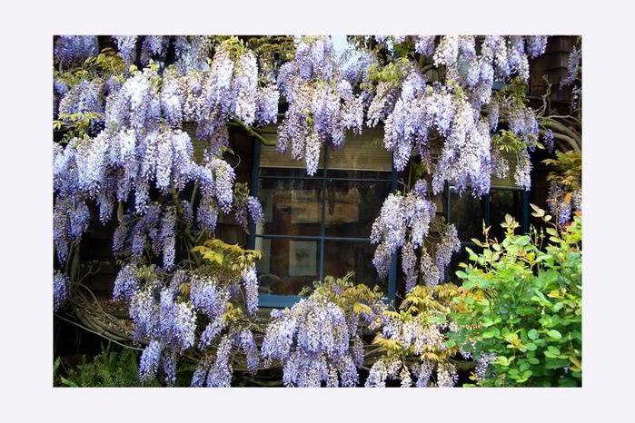 Wisteria_2 (700x466, 84Kb)