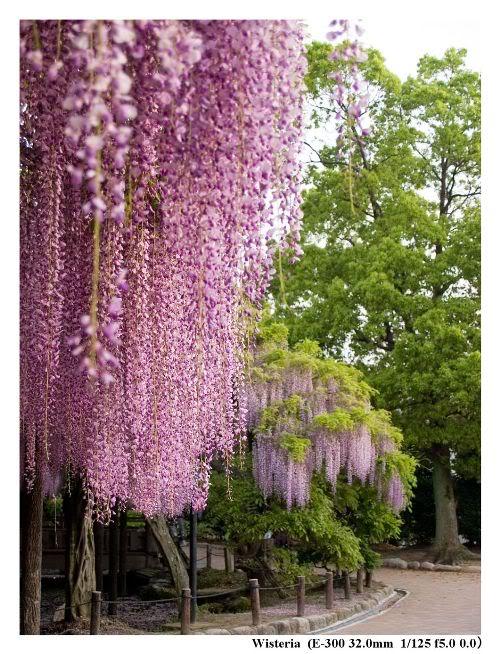 Wisteria_4 (500x654, 104Kb)