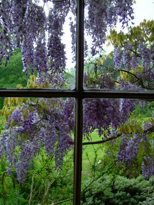 Wisteria_9 (526x700, 93Kb)