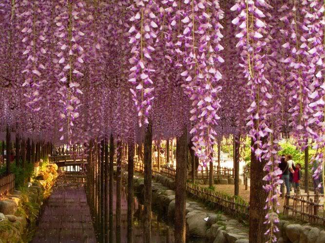 Wisteria_10 (667x500, 108Kb)