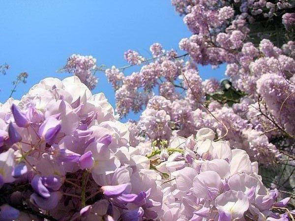 Wisteria_14 (600x450, 63Kb)