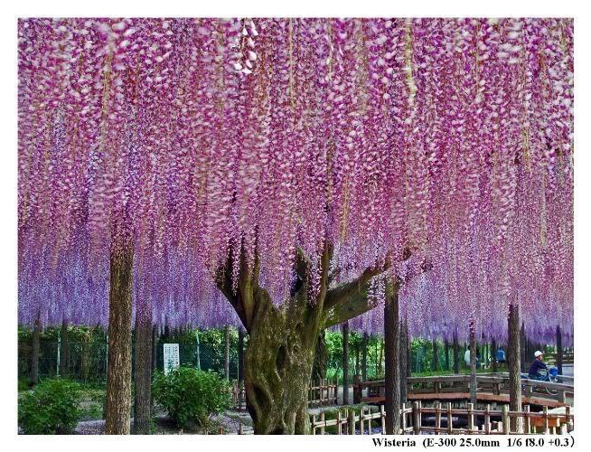 Wisteria_15 (654x500, 124Kb)