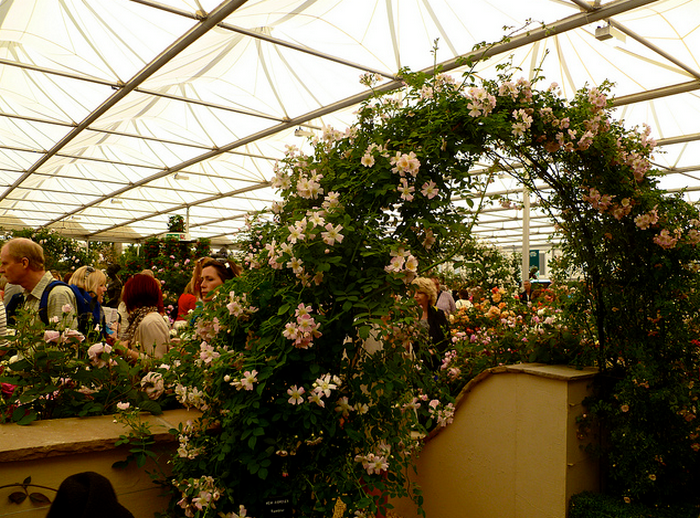 Chelsea Flower Show 2011  Flickr - Photo Sharing! (700x518, 813Kb)