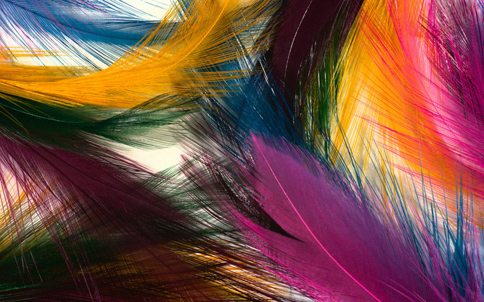 Colorful Feathers and Wing Wallpapers (700x437, 213Kb)
