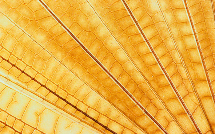 Colorful Feathers and Wing Wallpapers (14) (700x437, 198Kb)