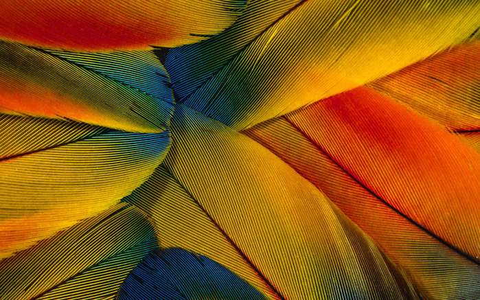 Colorful Feathers and Wing Wallpapers (18) (700x437, 239Kb)