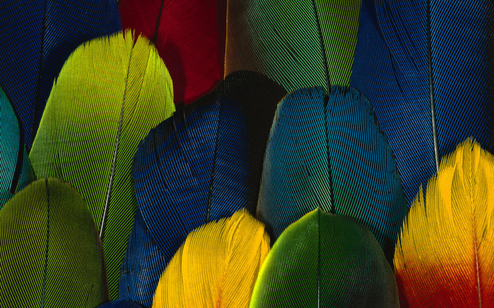 Colorful Feathers and Wing Wallpapers (19) (700x437, 234Kb)