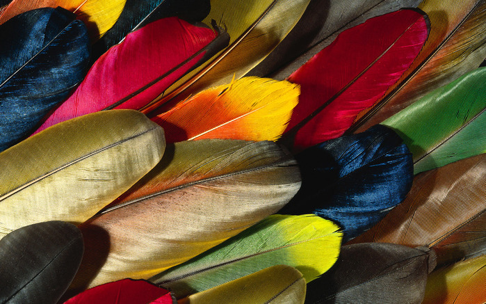 Colorful Feathers and Wing Wallpapers (21) (700x437, 175Kb)