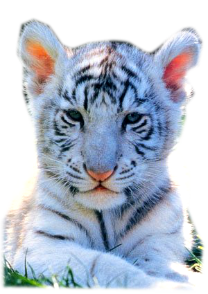 white-bengal-tiger-cub-c11769353 (300x425, 261Kb)