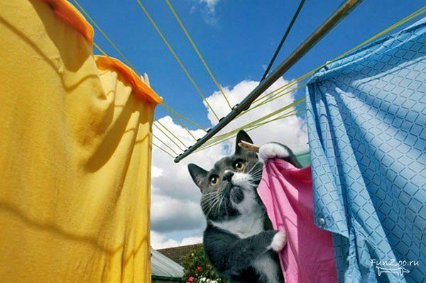 1296493008_domohozyajka006 (600x399, 58Kb)