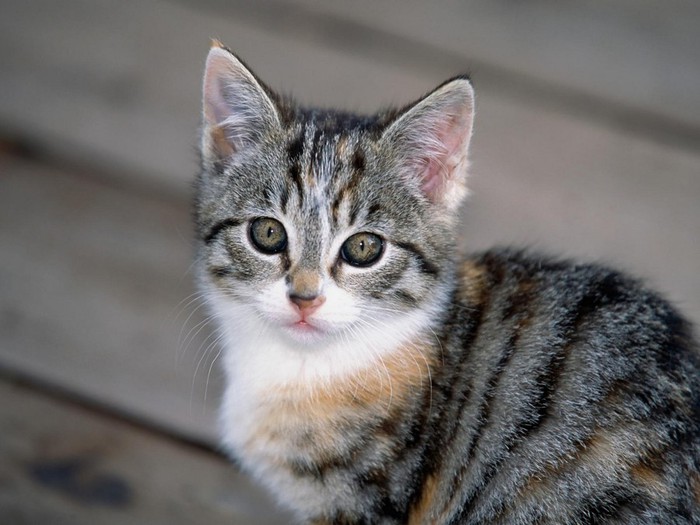 Tabby Kitten (700x525, 80Kb)