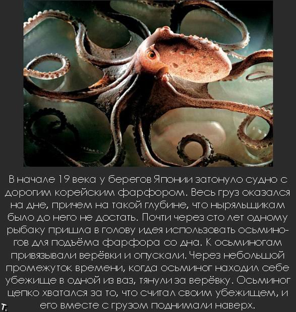 interesting_fact_26 (587x619, 102Kb)