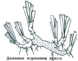 Деление корневища. Размножение отрезками корневища. Ирис размножение корневищем. Деление корневища ириса. Размножение ириса корневищем.