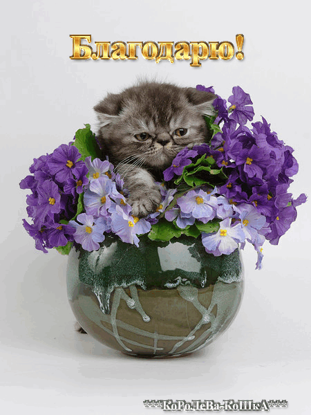 Картинки спасибо с котиками