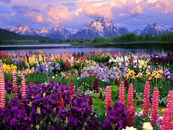 4163023_FieldOfFlowers (700x525, 160Kb)