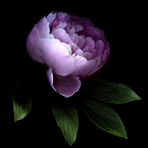 3833204_1688929 (500x500, 81Kb)