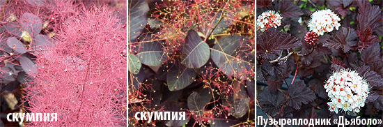 purpur-shrubs (550x182, 85Kb)