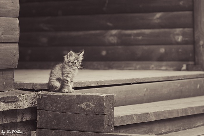 4265729_large (700x466, 75Kb)