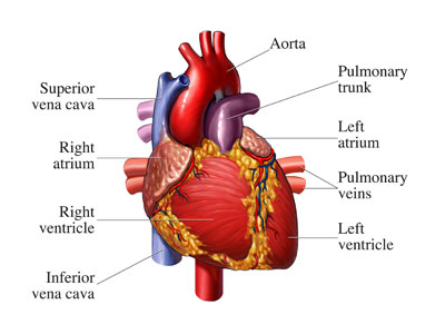 depression-cause-heart-attack-1 (400x300, 23Kb)