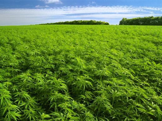 cannabis (520x390, 56Kb)