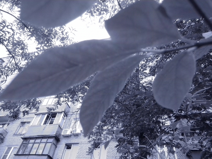 3014304_DSCN1595 (700x525, 280Kb)